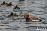 Red-crested Pochard (Netta rufina)