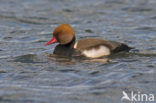 Red-crested Pochard (Netta rufina)