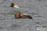 Red-crested Pochard (Netta rufina)