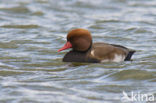 Red-crested Pochard (Netta rufina)