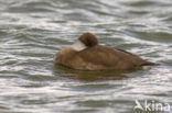 Red-crested Pochard (Netta rufina)