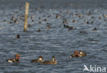 Red-crested Pochard (Netta rufina)