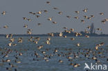 Red-crested Pochard (Netta rufina)