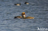 Red-crested Pochard (Netta rufina)