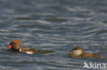 Red-crested Pochard (Netta rufina)