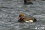 Red-crested Pochard (Netta rufina)