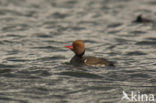 Red-crested Pochard (Netta rufina)