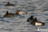 Tufted Duck (Aythya fuligula)