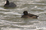 Tufted Duck (Aythya fuligula)