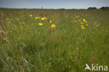 Lage land van Texel