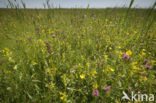 Lage land van Texel