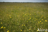 Lage land van Texel