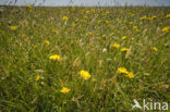 Lage land van Texel