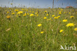 Lage land van Texel