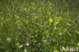 Lage land van Texel