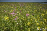 Lage land van Texel