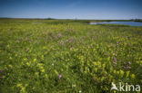 Lage land van Texel