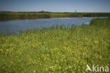 Lage land van Texel