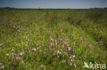 Lage land van Texel