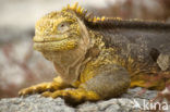 land iguana (Conolophus subcristatus) 