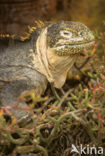 land iguana (Conolophus subcristatus) 