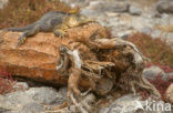 land iguana (Conolophus subcristatus) 