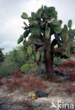 land iguana (Conolophus subcristatus) 