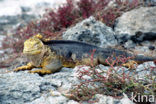 land iguana (Conolophus subcristatus) 