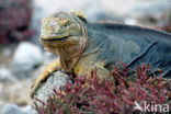 land iguana (Conolophus subcristatus) 