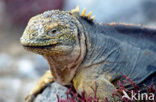 land iguana (Conolophus subcristatus) 