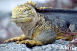 land iguana (Conolophus subcristatus) 