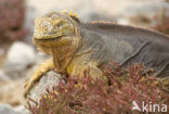 land iguana (Conolophus subcristatus) 