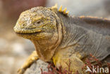 land iguana (Conolophus subcristatus) 