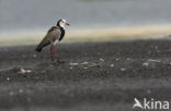 Langteenkievit (Vanellus crassirostris)