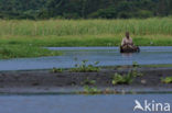 Mabamba swamp