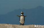 Magelhaenpinguin (Spheniscus magellanicus) 