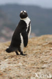 Magelhaenpinguin (Spheniscus magellanicus) 