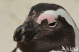 Magelhaenpinguin (Spheniscus magellanicus) 