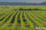Maize