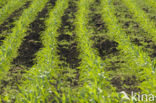 Maize
