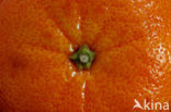 Mandarin (Citrus reticulata)
