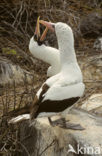 Masked booby (Sula dactylatra)