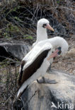 Masked booby (Sula dactylatra)