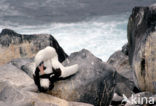 Masked booby (Sula dactylatra)