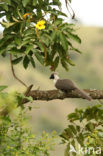 Bare-faced Go-away-bird (Corythaixoides personatus)