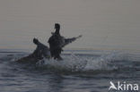 Common Coot (Fulica atra)