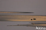 Common Coot (Fulica atra)