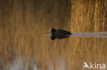 Meerkoet (Fulica atra)