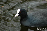 Common Coot (Fulica atra)