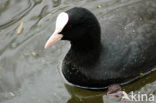 Common Coot (Fulica atra)